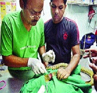 Forget the snake twice, two hours of operation and ten tanks ... | सापाला दोनदा भूल, दोन तास आॅपरेशन अन् दहा टाके...