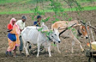 Kharif sowing will be done on 4 lakh 60 thousand hectare area | ४ लाख ६० हजार हेक्टर क्षेत्रावर होणार खरीप पेरणी