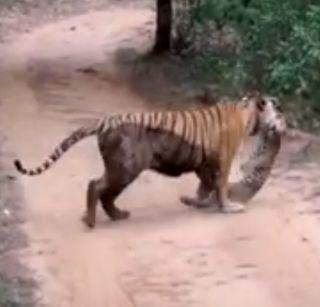 Video - Tigers hunted by Waghini | व्हिडिओ - वाघिणीने केली बिबट्याची शिकार