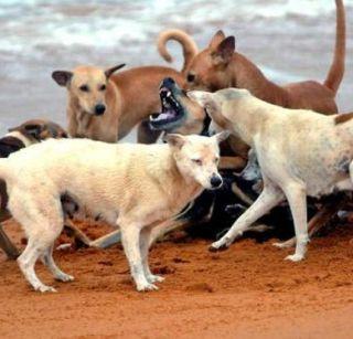 Shocking 50 dogs roamed dogs near Chennai | धक्कादायक ! चेन्नईजवळ 50 भटक्या कुत्र्यांची जाळून हत्या