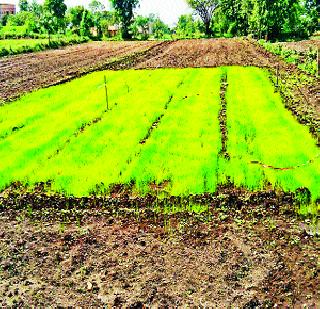 Sowing is over; Substitute substitute | पेरणी लांबली; पालेभाज्या पर्याय