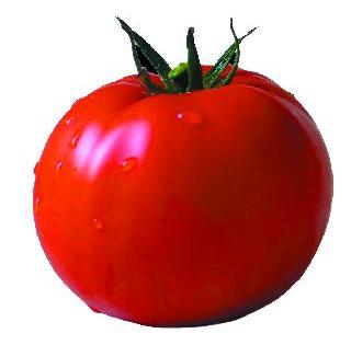 Gold price for tomato this year | टोमॅटोला यंदा सोन्याचा भाव Gold price for tomato this year | टोमॅटोला यंदा सोन्याचा भाव