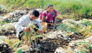 The farmers in the eyes of farmers brought onion | कांद्याने आणले शेतकऱ्यांच्या डोळ्यात पाणी