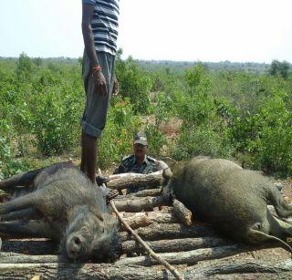 Wildlife violence in a non-violent country | अहिंसक देशामध्ये वन्यजीवांची हिंसा