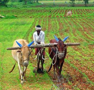 Is it worth noting that farmers' laws are worthless? | शेतकरी हिताचे कायदे निरर्थक ठरणे योग्य?