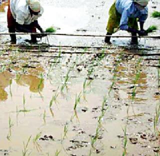 Agriculture Department's emphasis on cultivating paddy by 'Shree' method | ‘श्री’ पद्धतीने धान लागवड करण्यावर कृषी विभागाचा भर