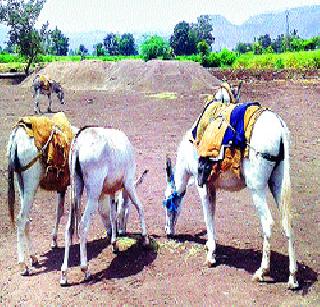 Smuggled sand from donkeys! | गाढवांवरून वाळू तस्करी!