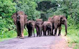 Ignore elephants due to vacant posts | रिक्त पदांमुळे हत्तींकडे दुर्लक्ष