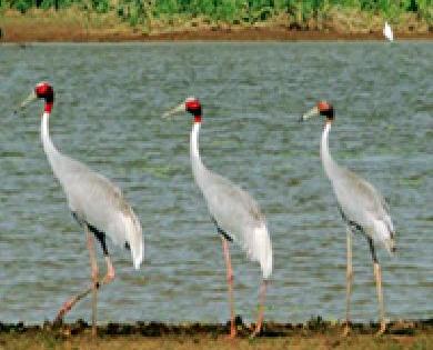 35 cranes found in the district | जिल्ह्यात आढळले ३५ सारस 35 cranes found in the district | जिल्ह्यात आढळले ३५ सारस