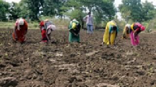 Sowing only 34 thousand hectares | केवळ ३४ हजार हेक्टरवर पेरणी Sowing only 34 thousand hectares | केवळ ३४ हजार हेक्टरवर पेरणी
