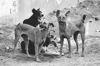 Only discussions on remedies after dog attacks | कुत्र्यांच्या हल्ल्यांनंतर उपायांवर केवळ चर्चा