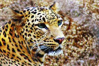 11 leopards alive by forest department annually | वर्षभरात ११ बिबट्यांना वन खात्याकडून जीवदान