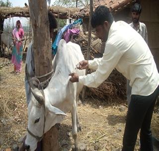 Vaccines against millions of animals in Vidarbha in the state | पश्‍चिम विदर्भातील लाखो जनावरांना रोग प्रतिबंधक लस