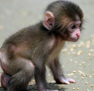 Railway police gave life to the parents of the monkeys | रेल्वे पोलिसांनी दिले माकडाच्या पिलांना जीवदान