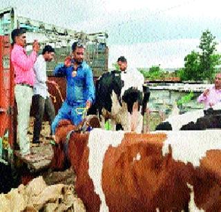 Maltreatment of animals in the plant of methane | मलठण प्रकल्पातील जनावरांचे अखेर स्थलांतर Maltreatment of animals in the plant of methane | मलठण प्रकल्पातील जनावरांचे अखेर स्थलांतर