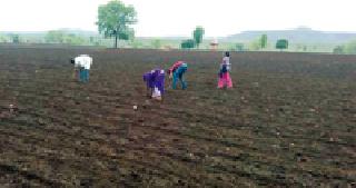 Fast sowing ... | लगबग पेरणीची... Fast sowing ... | लगबग पेरणीची...