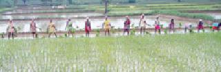 Sowing drop, farmers worry | पेरणी खोळंबली, शेतकरी चिंतातुर