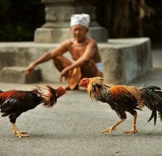 Ban the chicken bows | कोंबड्यांच्या झुंजीवर बंदी घाला