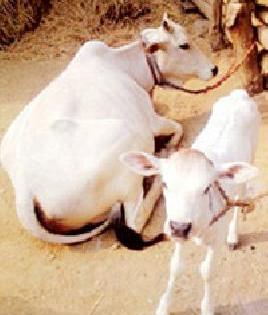 Animal husbandry scheme for 50% subsidy | ५० टक्के अनुदानावर पशुसंवर्धनाच्या योजना