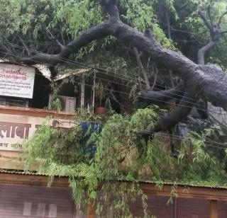 In Chembur, the tree collapsed on the rickshaw, driver Sukhdev | चेंबूरमध्ये रिक्षावर झाड कोसळले, चालक सुखरूप