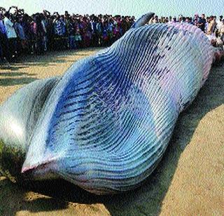 A taxi driver who will be the dead whale on Juhu Chowpatty | जुहू चौपाटीवरील ‘त्या’ मृत व्हेलची होणार टॅक्सीडर्मी