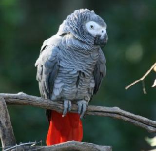 Perhaps ... this parrot will become a murderer | कदाचित... हा पोपट बनणार खुनाचा साक्षीदार