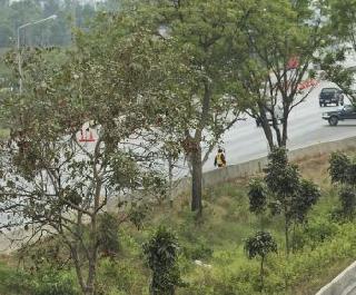 Where did one lakh trees on the highway? | महामार्गावरील एक लाख झाडे गेली कुठे ?