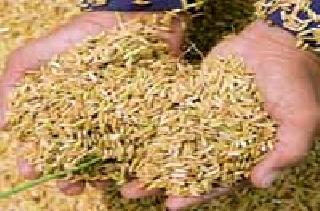 29 Agriculture centers prohibit the sale of seeds | २९ कृषी केंद्रांना बियाणे विकण्यास बंदी