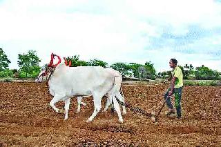 Sow zero percent of kharipa | खरिपाचा शून्य टक्के पेरा Sow zero percent of kharipa | खरिपाचा शून्य टक्के पेरा