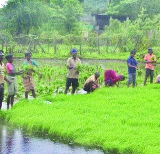 Inauguration of paddy field in Mahad Taluka | महाड तालुक्यात भातलावणीला सुरुवात Inauguration of paddy field in Mahad Taluka | महाड तालुक्यात भातलावणीला सुरुवात