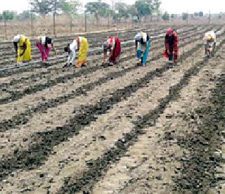 15.81 percent sowing in the district | जिल्ह्यात १५.८१ टक्के पेरण्या