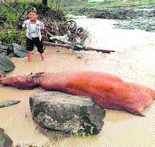 The ox killed in the drain; The bullock cart was carried away | नाल्याच्या पुरात बैल ठार; बैलगाडी वाहून गेली