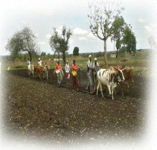 Sowing of Kharipi in two lakh hectare area in Buldhana district | बुलडाणा जिल्हय़ात दोन लाख हेक्टर क्षेत्रावर खरिपाची पेरणी