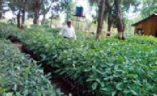 3.84 lakh seedlings in the nursery | रोपवाटिकेत ३.८४ लाख रोपांची निर्मिती