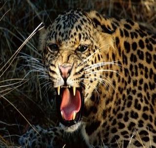 Youth injured in leopard attack | बिबट्याच्या हल्ल्यात युवक जखमी