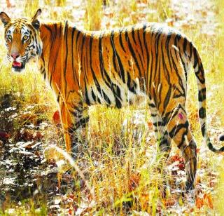 74 tigers dug since January | जानेवारीपासून दगावले ७४ वाघ