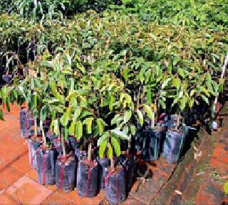 Nine lakh saplings to be started today | आज लागणार नऊ लाख रोपटे