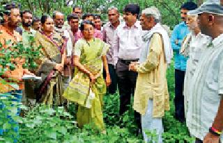 Malini Shankar made ZERO budget farming survey | मालिनी शंकर यांनी केली झीरो बजेट शेतीची पाहणी Malini Shankar made ZERO budget farming survey | मालिनी शंकर यांनी केली झीरो बजेट शेतीची पाहणी