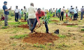 Planting of more than 22 lakh trees | २२ लाखांहून अधिक वृक्षांचे रोपण