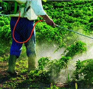 Focusing on organic farming in the district | जिल्ह्यात सेंद्रिय शेती करण्यावर भर Focusing on organic farming in the district | जिल्ह्यात सेंद्रिय शेती करण्यावर भर