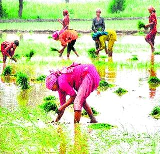 Less sown due to rains! | कमी पावसामुळे लांबल्या पेरण्या!