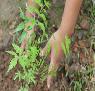 Three lakh trees plantation | तीन लाखांवर वृक्षांची लागवड