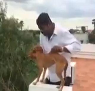 Shocking Throw the dog off the terrace | धक्कादायक ! कुत्र्याला दिलं गच्चीवरून फेकून