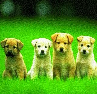 Dogs obey, then obey the rules! | कुत्रे पाळताय, मग नियमही पाळा ! Dogs obey, then obey the rules! | कुत्रे पाळताय, मग नियमही पाळा !