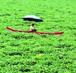 After harvest, waterfowl will take off | पावसानंतर काढणार जलपर्णी After harvest, waterfowl will take off | पावसानंतर काढणार जलपर्णी
