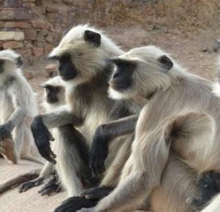 Monkey's funeral on the next day in the nest | गुढ्यात दुसऱ्या दिवशीही माकडाची अंत्ययात्रा