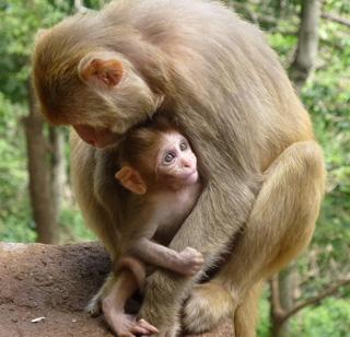 Monkey falls down after he misses forest staff | वन कर्मचा-यांना चुकवताना माकडाचा खाली पडून मृत्यू