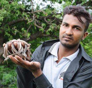 He created the artificial temperature and created '34' of Naga's 34 chicks | कृत्रिम तापमान तयार करुन 'त्याने' नागाच्या ३४ पिल्लांचा घडवला जन्म