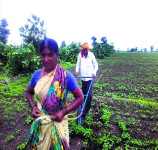 Toward the bundle of the field, the farming cloth! | कमरेला दोर बांधून शेताची डवरणी! Toward the bundle of the field, the farming cloth! | कमरेला दोर बांधून शेताची डवरणी!