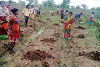 Turmeric planting ... | हळद लागवड...